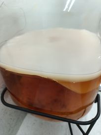 Grzybek herbaciany Kombucha 14 cm