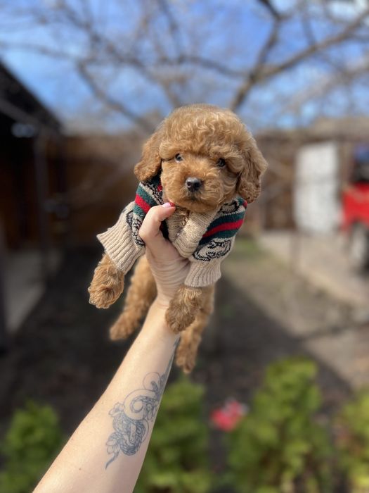 Мальтіпу сладкі малюки