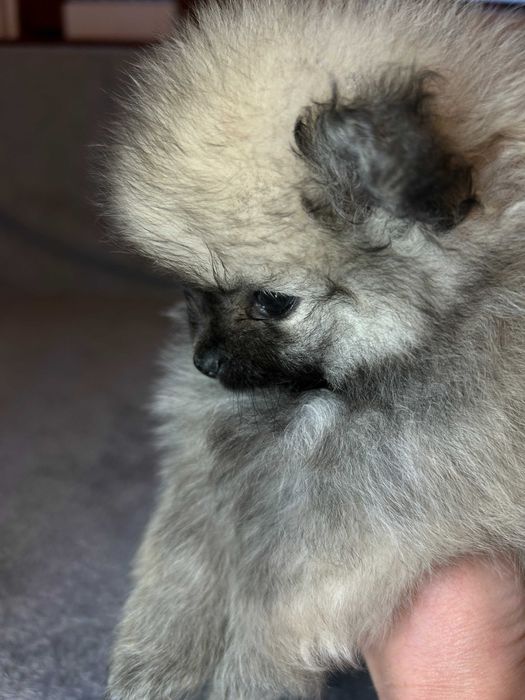 Pomeranian Szpic Miniaturowy Piesek Suczka