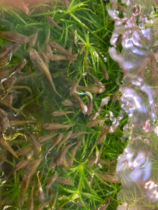 Peixes para aquário