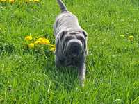 Shar pei blue piesek Dayton