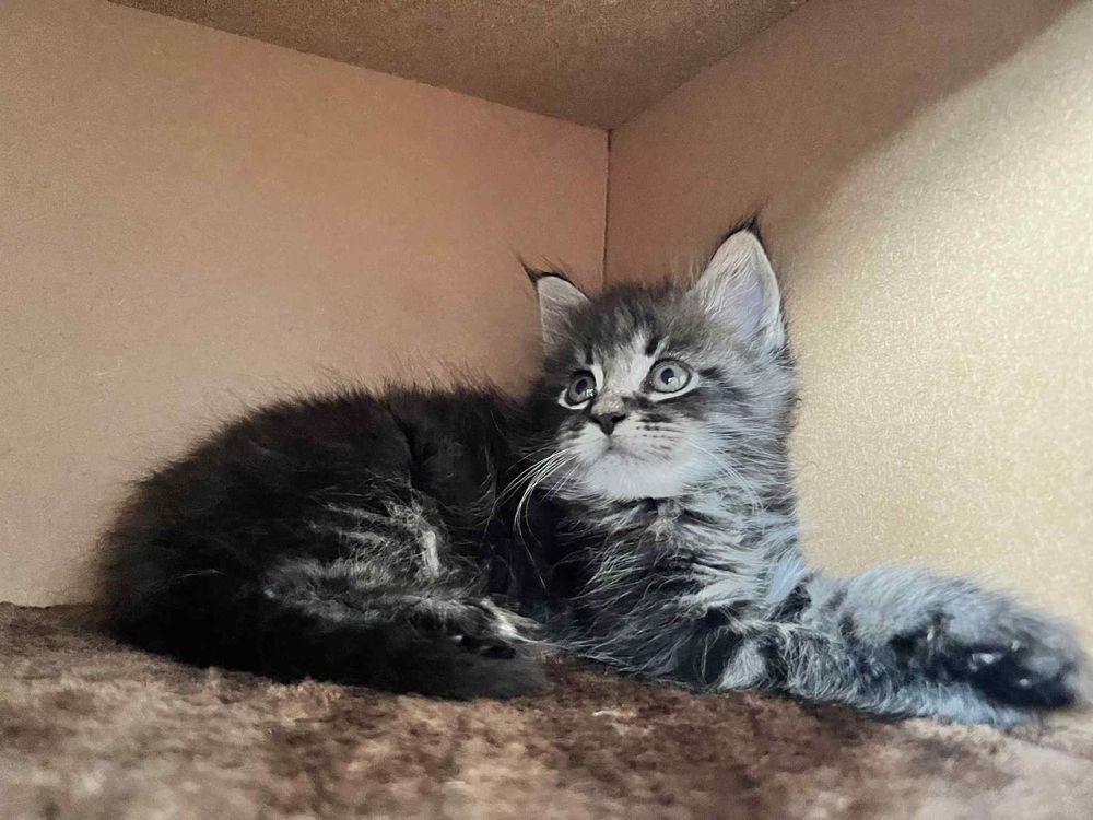 Kotki maine coon