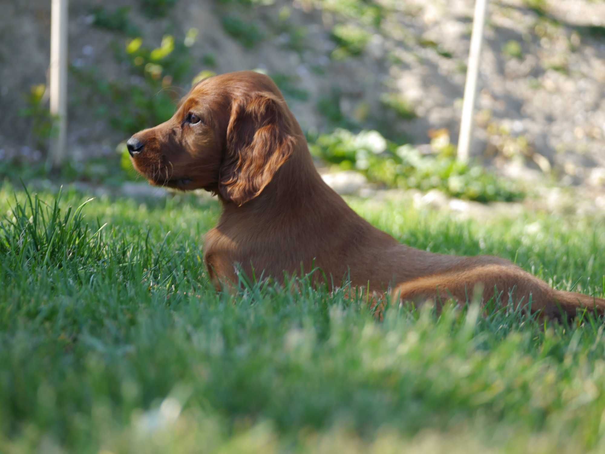 Cachorro de Setter Irlandês