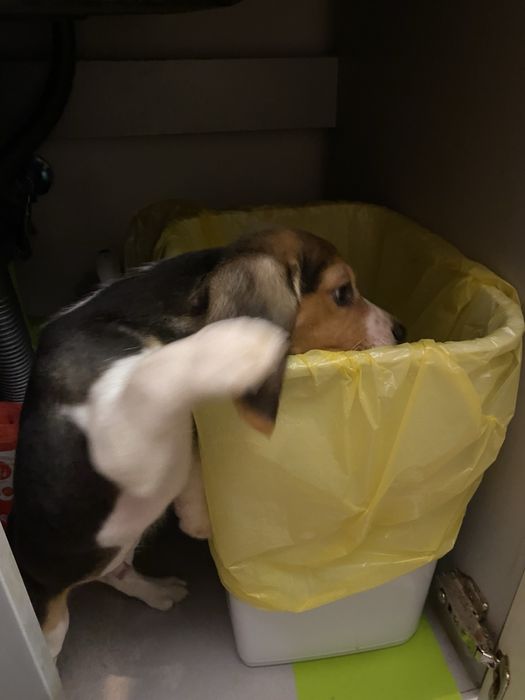 Няшні малюки бігля