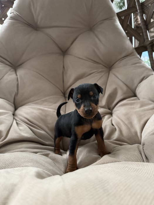 Цуценятка цвергпінчер