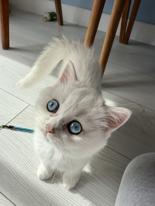 Kotka brytyjska point FPL