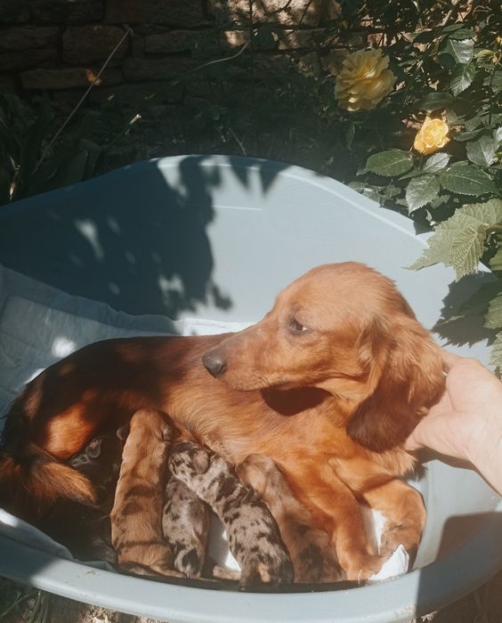 Шикарні таксята готові до бронювання.