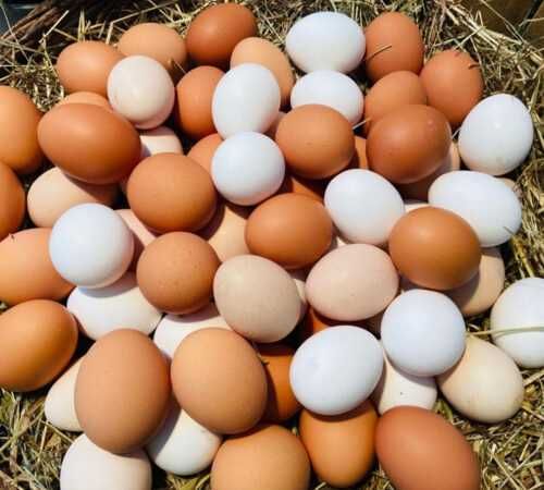 Домашнє куряче яйце яйце курки яйцо