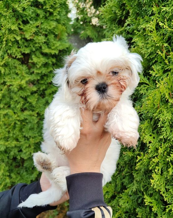 Piękna Shih Tzu z rodowodem