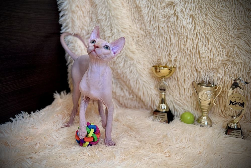 Клубный мальчик Канадский сфинкс, родословная WCF, доставка заграницу