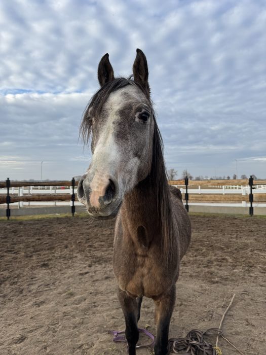 Wałach Arabski. Bardzo grzeczny ! Idealny dla dziecka.  4 lata.