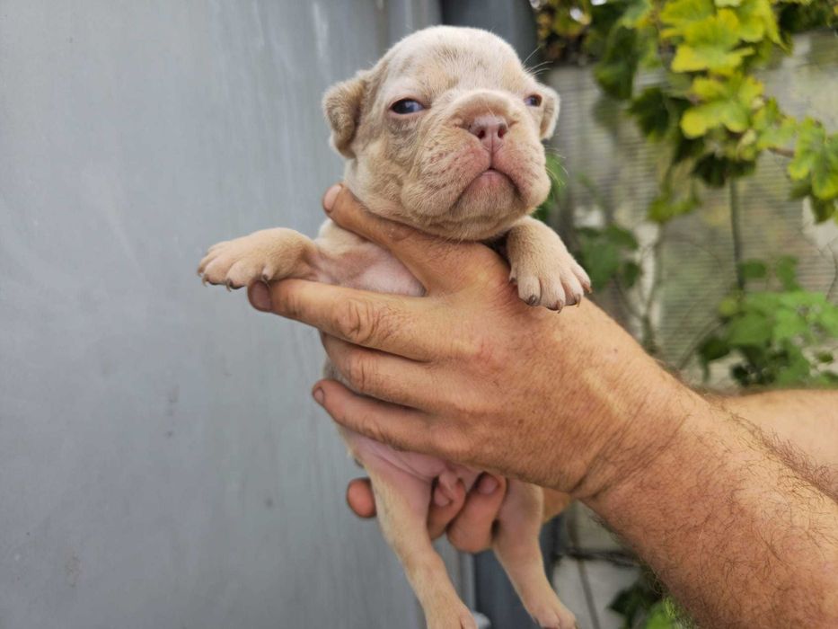 Buldogue Francês
Femea .Top qualidade e genetica
 isabella merle  tan