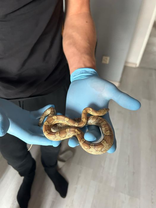 Węże zbożowe różne odmiany