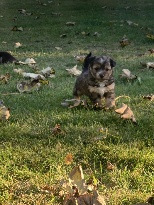 oddam suczki w dobre rece