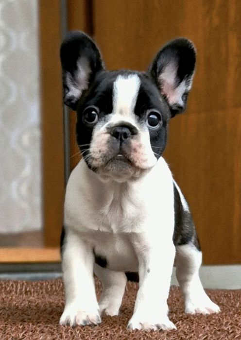 Buldog buldozek Francuski FCI ZkwP