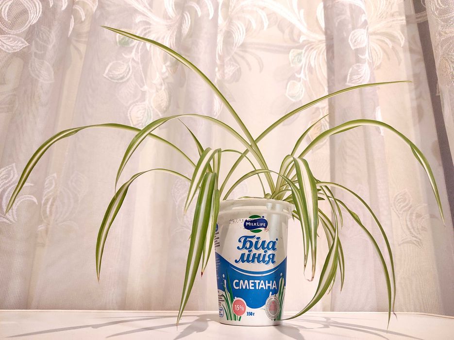 Хлорофітум Чубатий