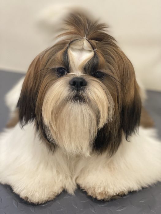 Хлопчик ши-тцу від батьків чемпіонів