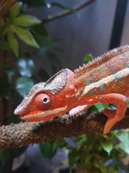 kameleon ambilobe lamparci