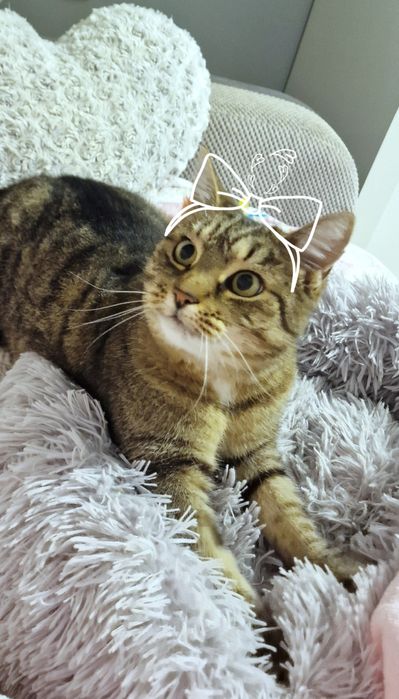 Młoda i czuła kotka do adopcji