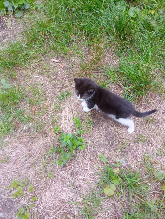 6 młodych kotków nie wykastrowanych do przygarnęcia za darmo.