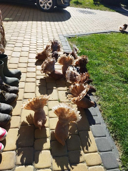 Gołębie pawiki młode i stare