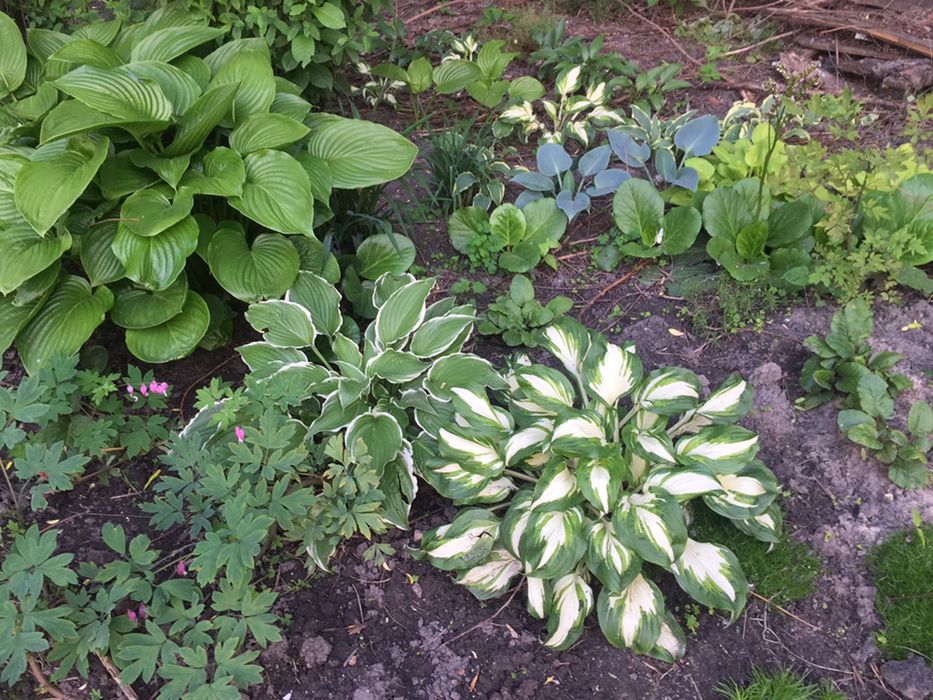 Хоста, гейхера різних кольорів продажа