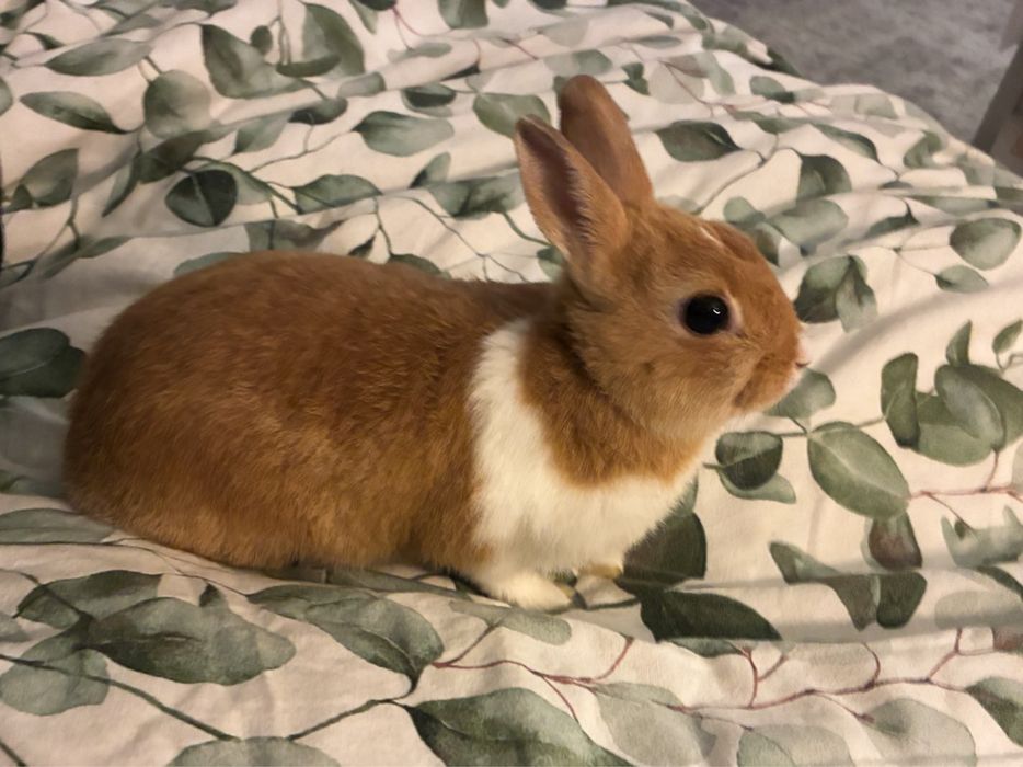 Królik karzełek miniaturka