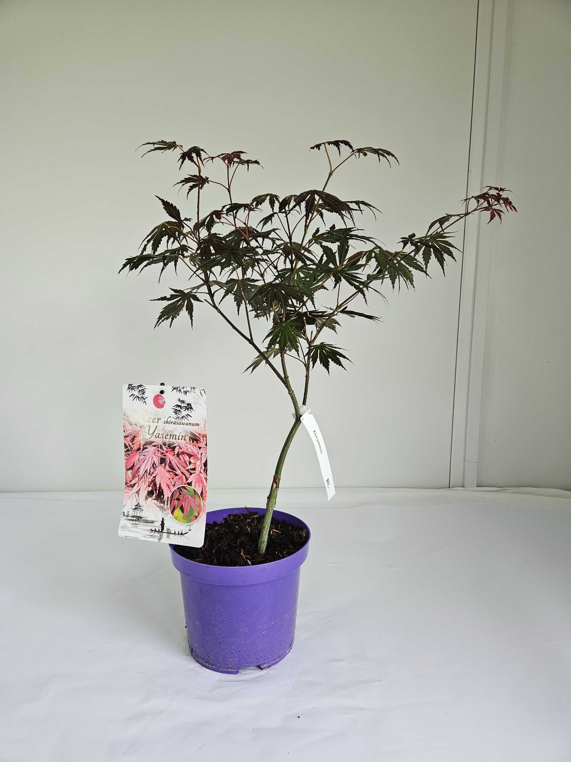 Klon Palmowy szczepiony yasemin (Acer Shirasawanum Yasemin)