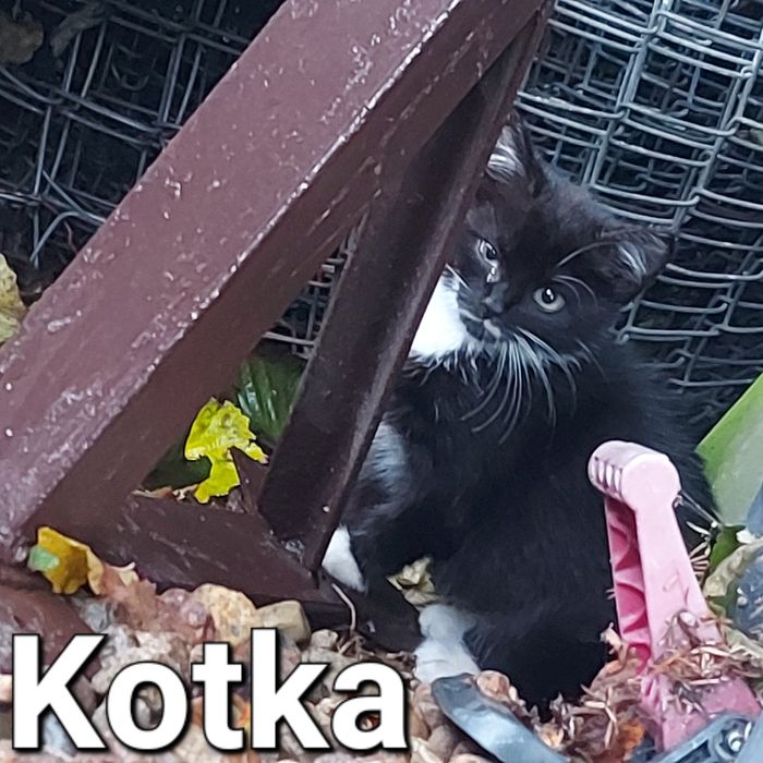 Oddam 5 małych kotów