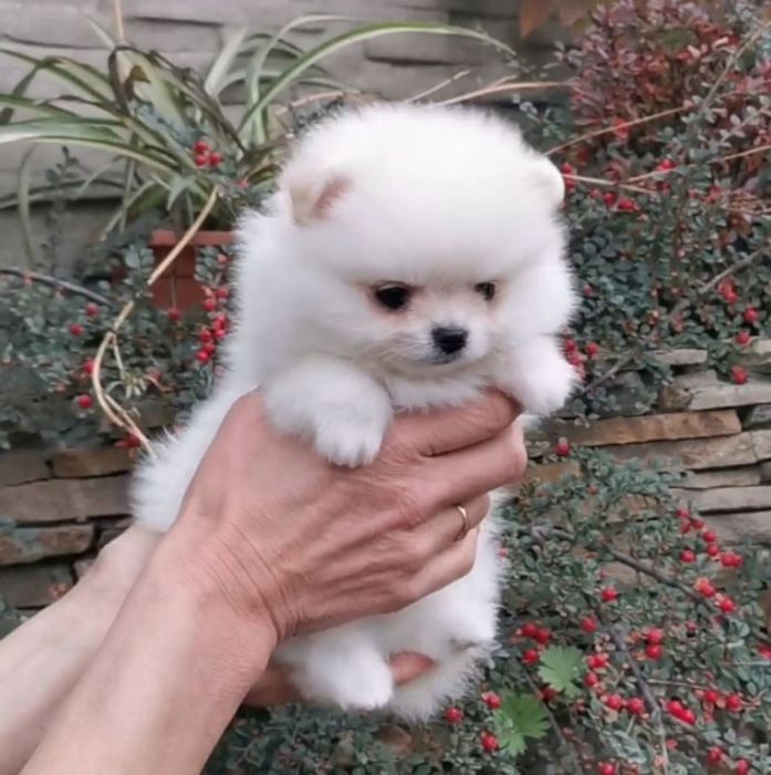 Pomeranian mini chłopak fci