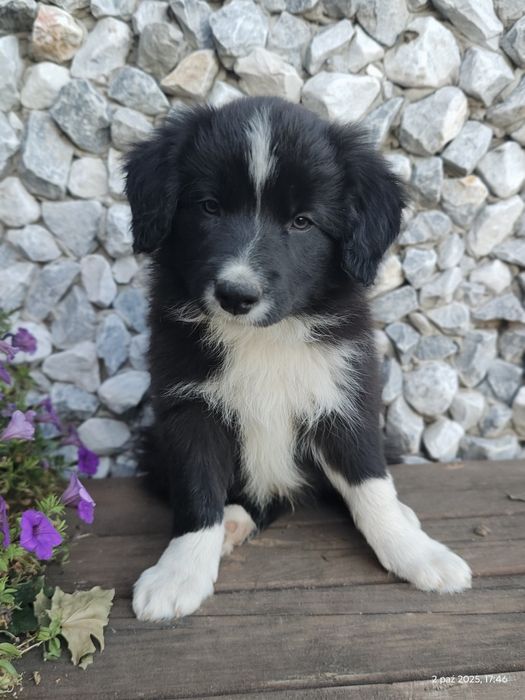 Border collie cudowny piesek przebadani rodzice do odbioru