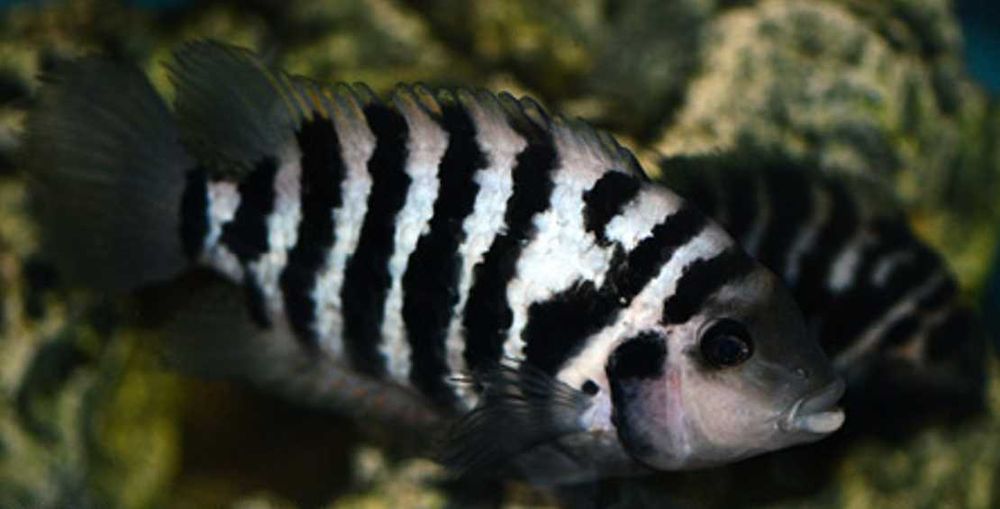 Pielęgnica zebra - Amatitlania nigrofasciata - dowóz, wysyłka