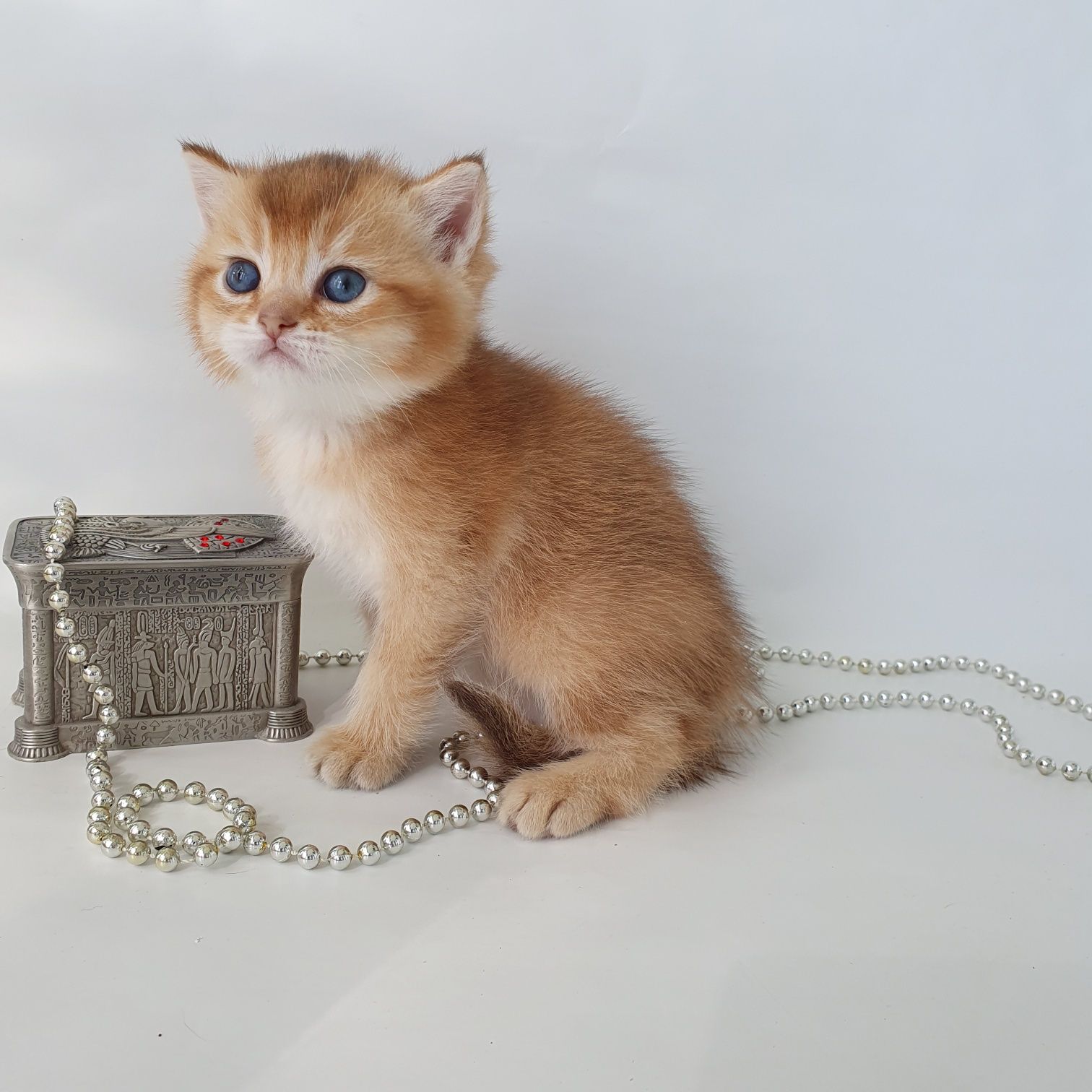 Лялюшная золотая мордашка британский котик апельсинчик. Котята Киев
