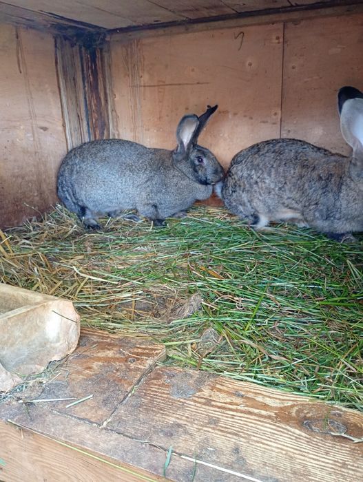 Sprzedam króliki samice, srokacze i nie tylko