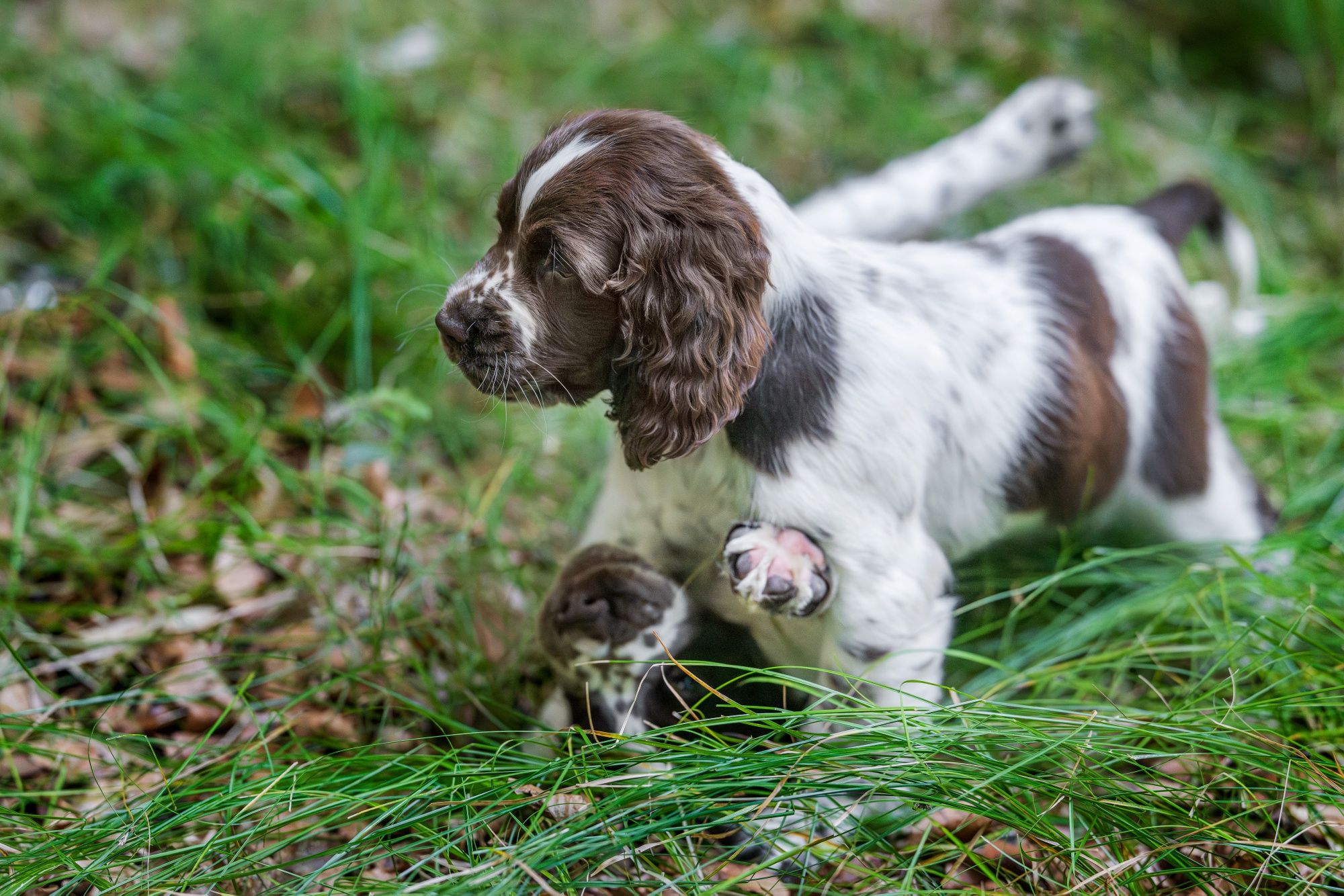 Springiel Spaniel Angielski