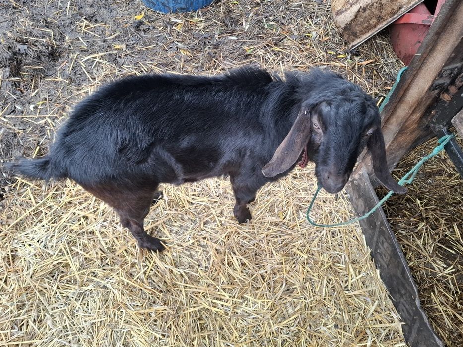 Koziołek Anglonubijski