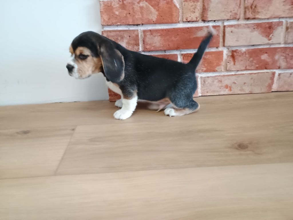 Piesek Beagle ZKWP FCI