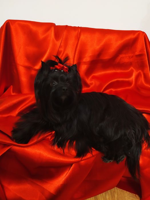 Suczka Black Yorkshire terrier,nie biewer.