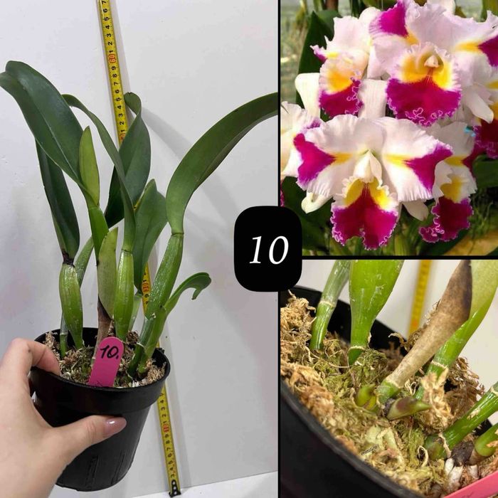 Продам - катлея крупноквіткова ароматна із Азії!