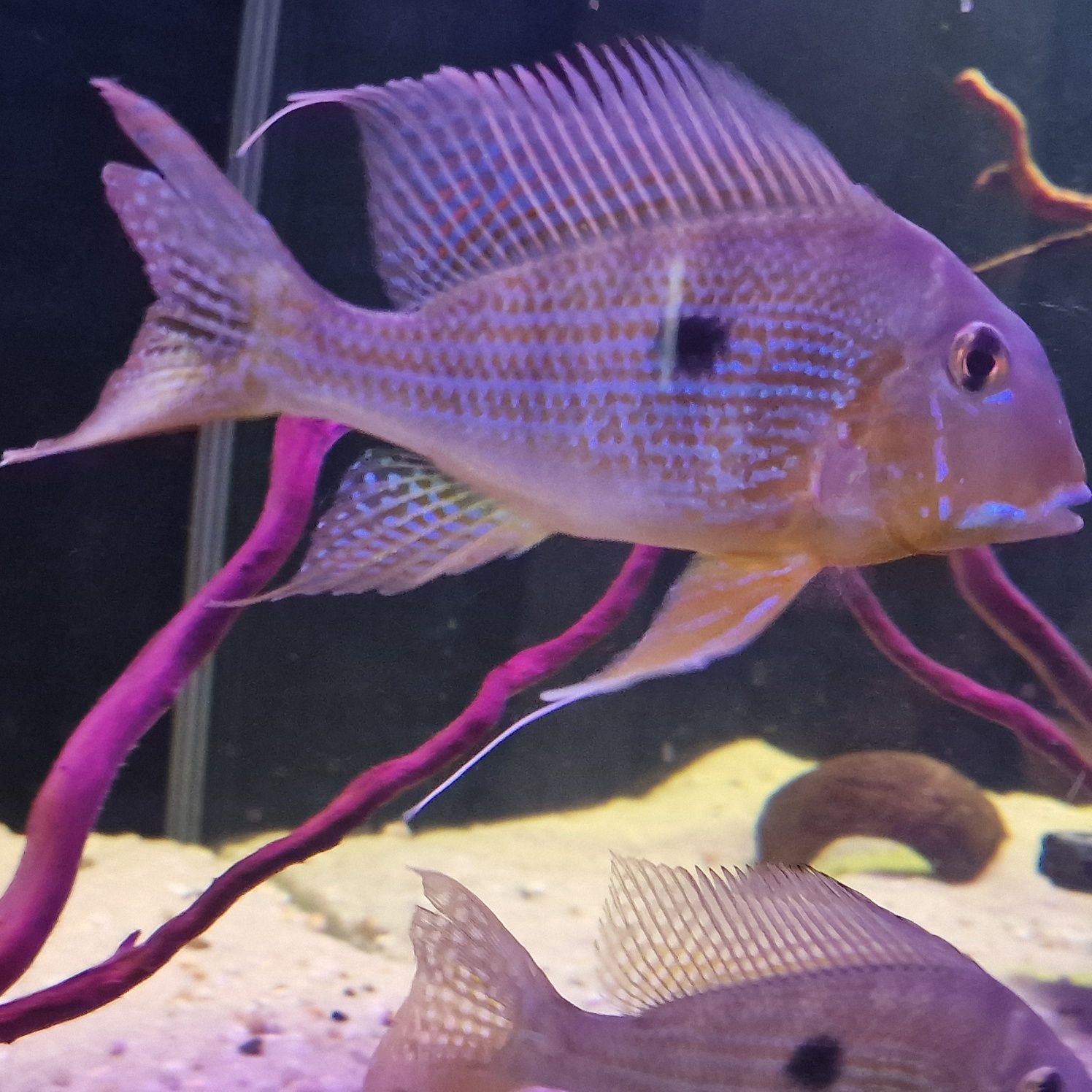 JEDYNE TAKIE W POLSCE, dobrana para Ziemiojad geophagus neambi dziki