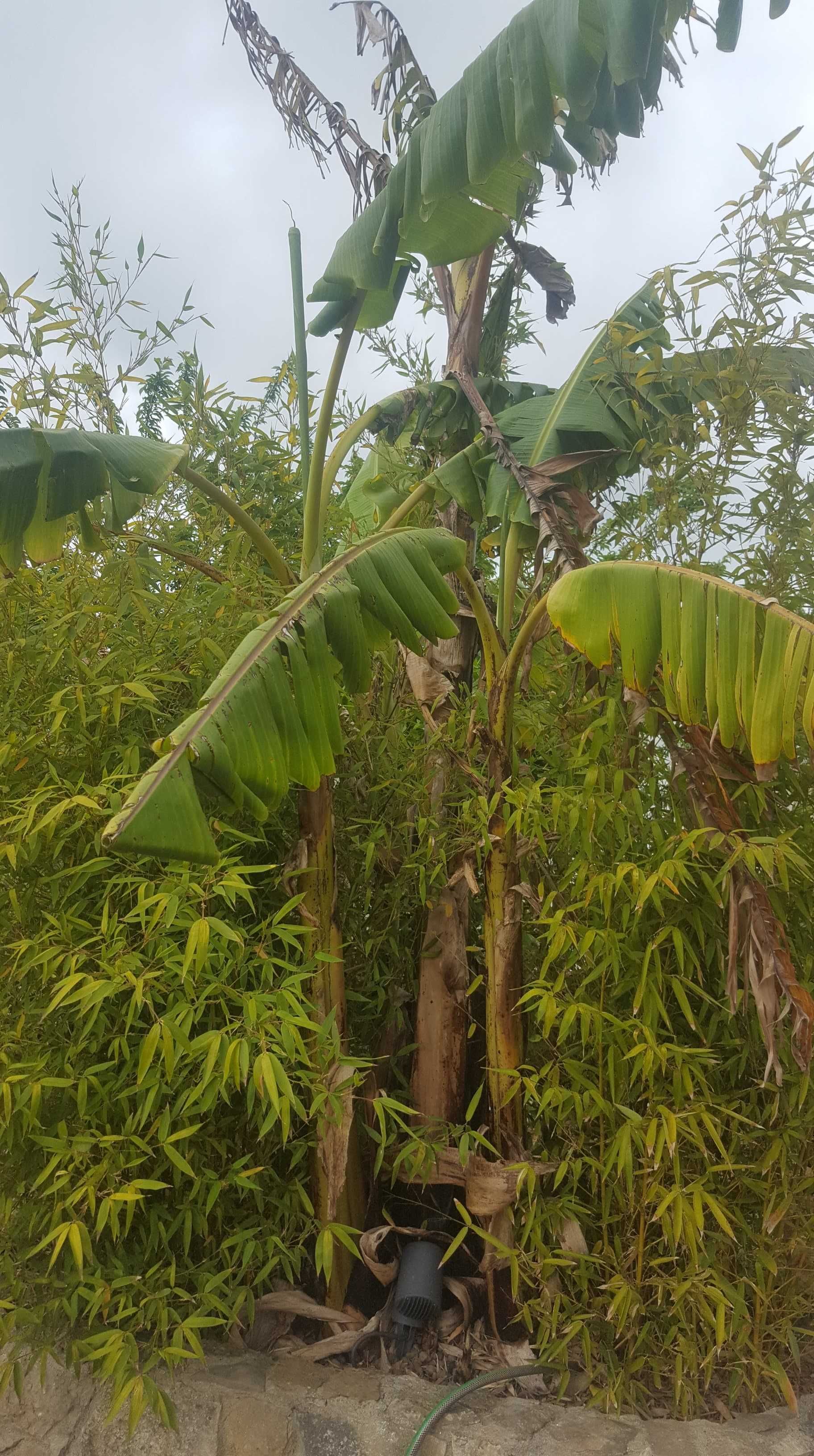 Vendo bananeiras de diversos tamanhos