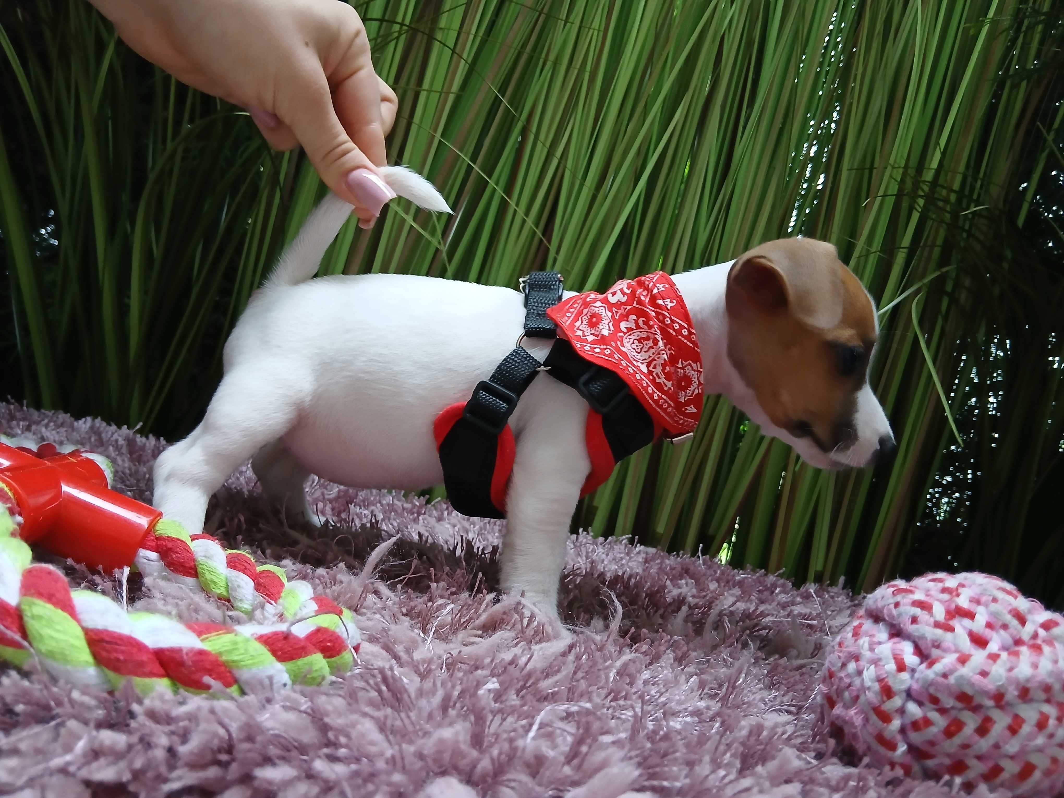 Jack Russell Terrier.  S-U-N-I-A