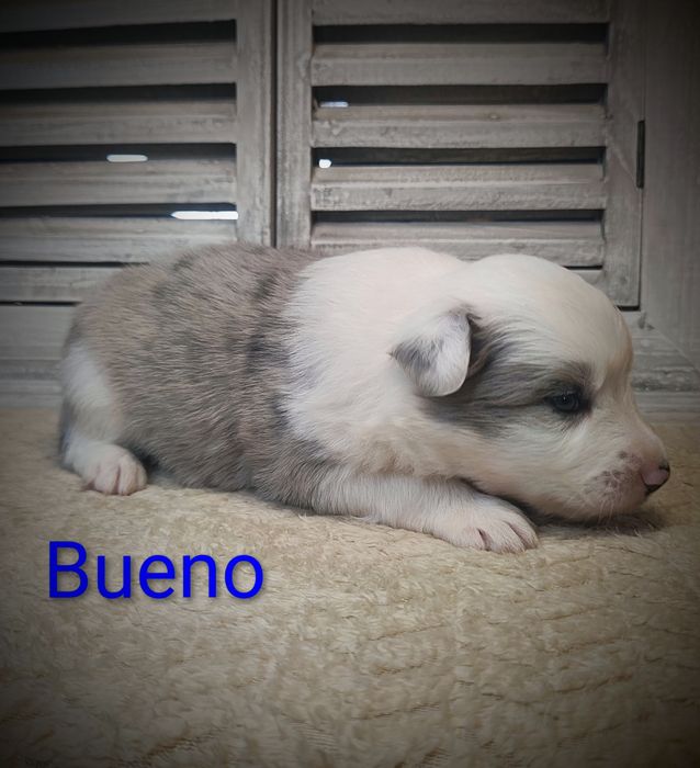 Border collie piesek Blue merle przebadani rodzice