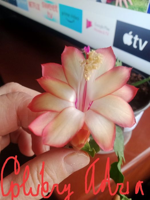 Предлагаю шлюмбергеру