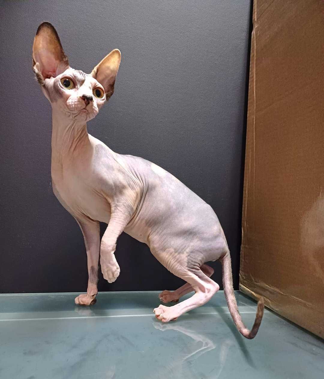 Gatinha Sphynx tricolor