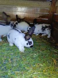 Продам кроликів строкач і полтавське срібло
