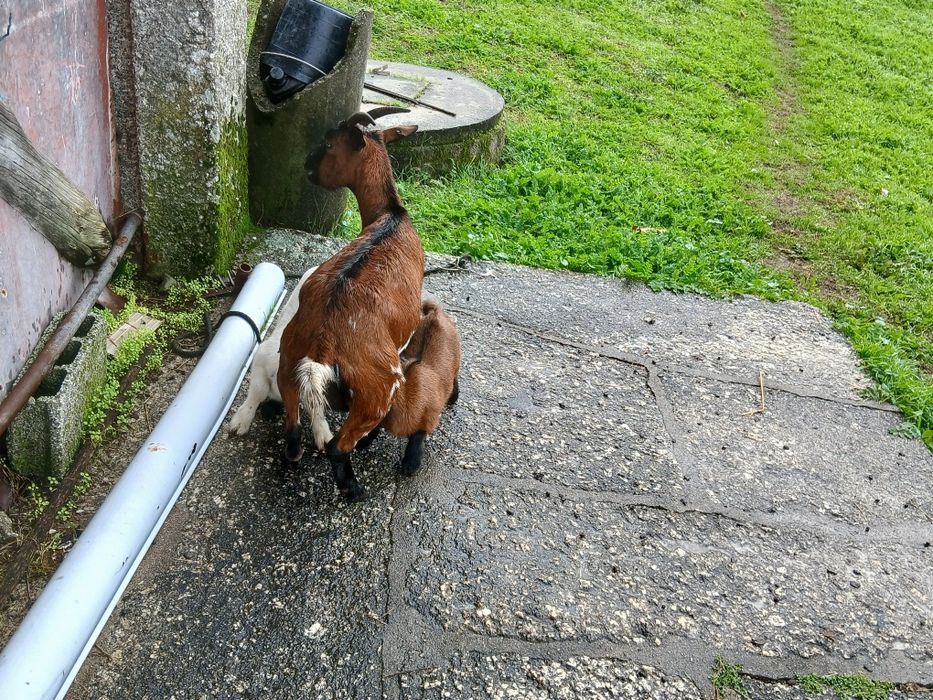 Vendo uma cabra anã com crias