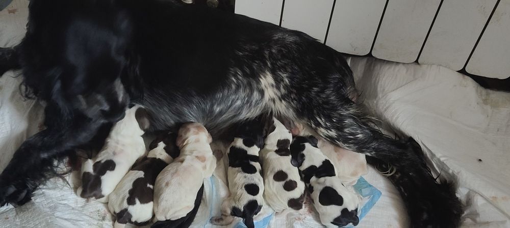 Suczka  Cocker spaniel