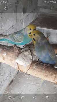 Papugi faliste tęczowe para.