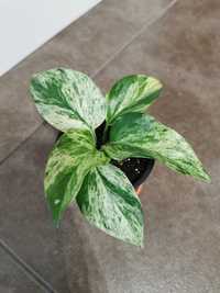 Epipremnum marble queen